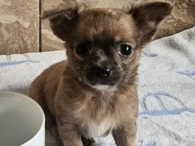 Chihuahua puppies for sale in Clare