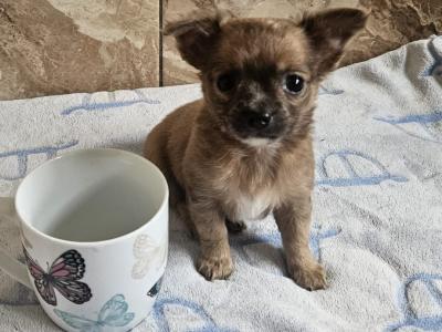 Chihuahua puppies for sale in Clare