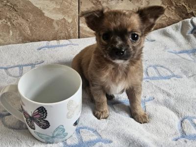Chihuahua puppies for sale in Clare