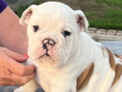 Stunning IKC Reg (Pending) female Bulldog puppy in Cork