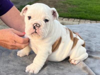Stunning IKC Registered (pending) female Bulldog puppy in Cork