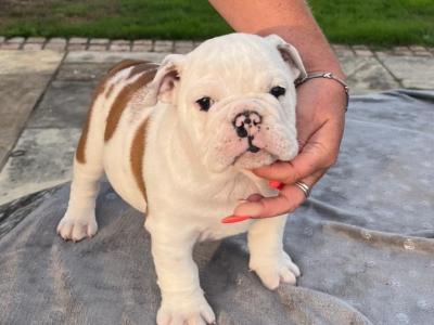 Stunning IKC Reg (Pending) female Bulldog puppy in Cork