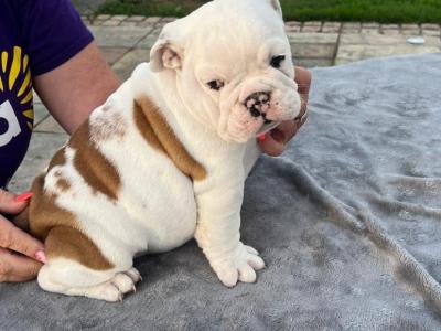 Stunning IKC Reg (Pending) female Bulldog puppy in Cork