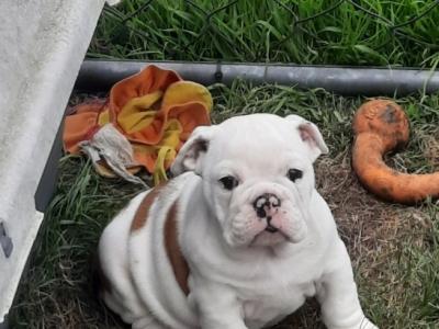Stunning IKC Reg (Pending) female Bulldog puppy in Cork