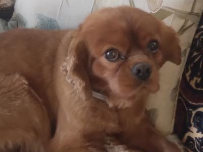 Male Ruby Cavalier King Charles Spaniel in Galway