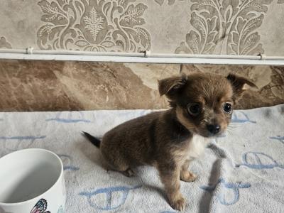 Chihuahua puppies for sale in Clare