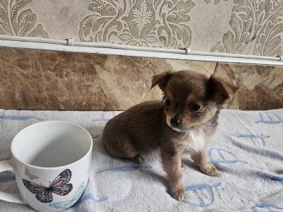 Chihuahua puppies for sale in Clare