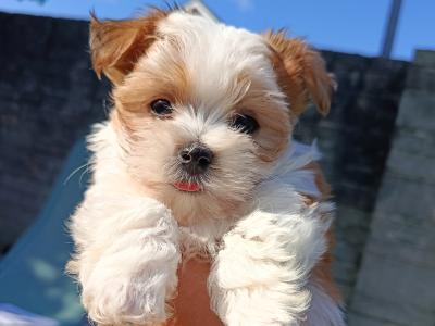 Beautiful & Hypoallergenic Morkie puppies 🐕 in Limerick