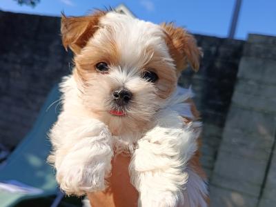 More puppies in a week time 🐕🐕🐕🐕🐕