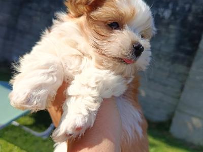 Beautiful & Hypoallergenic Morkie puppies 🐕 in Limerick