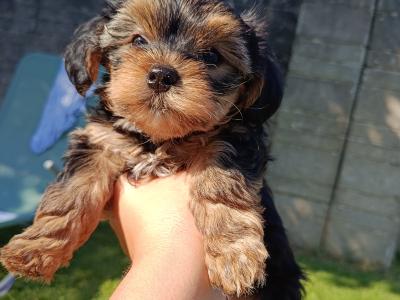 Beautiful & Hypoallergenic Morkie puppies 🐕 in Limerick