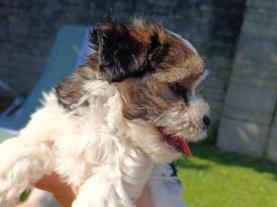 Beautiful & Hypoallergenic Morkie puppies 🐕 in Limerick