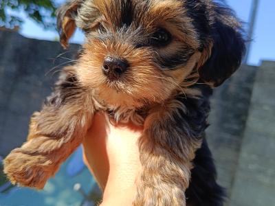 Beautiful & Hypoallergenic Morkie puppies 🐕 in Limerick