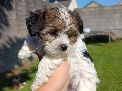 Beautiful & Hypoallergenic Morkie puppies 🐕 in Limerick