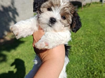 Beautiful & Hypoallergenic Morkie puppies 🐕 in Limerick