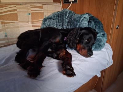 Beautiful 8 month old female Gordon Setter puppy in Limerick