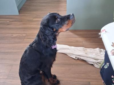Beautiful 8 month old female Gordon Setter puppy in Limerick