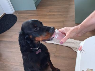 Beautiful 8 month old female Gordon Setter puppy in Limerick
