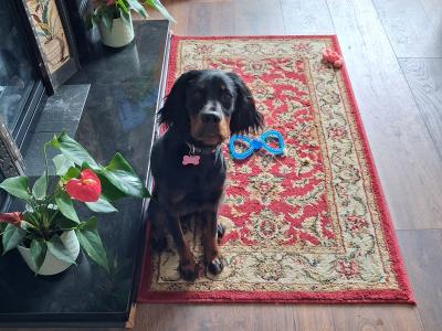 Beautiful 8 month old female Gordon Setter puppy in Limerick