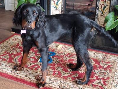 Beautiful 8 month old female Gordon Setter puppy in Limerick