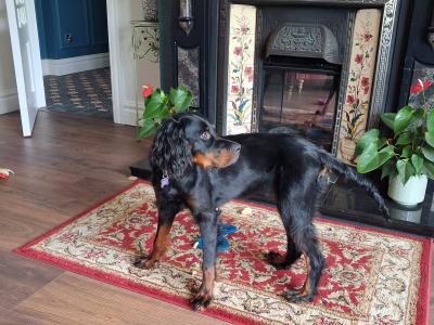 Beautiful 8 month old female Gordon Setter puppy in Limerick