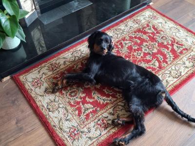 Beautiful 8 month old female Gordon Setter puppy in Limerick