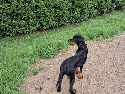 Beautiful 8 month old female Gordon Setter puppy in Limerick