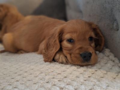 Beautiful female Cocker Spaniel puppy in Monaghan