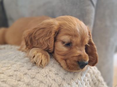 Beautiful female Cocker Spaniel puppy in Monaghan