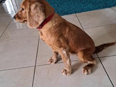 Beautiful female Cocker Spaniel puppy in Monaghan
