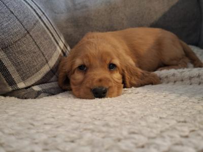 Beautiful female Cocker Spaniel puppy in Monaghan