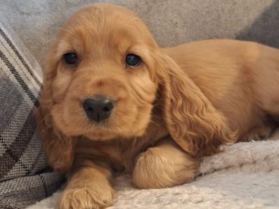Beautiful female Cocker Spaniel puppy in Monaghan