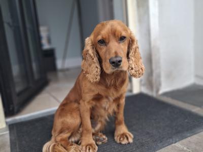 Beautiful female Cocker Spaniel puppy in Monaghan