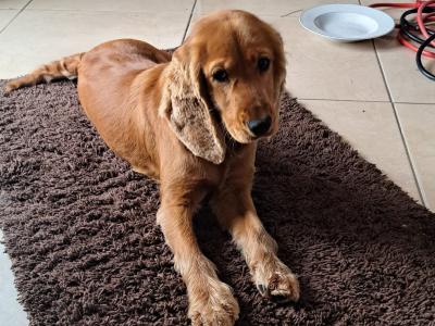Beautiful female Cocker Spaniel puppy in Monaghan