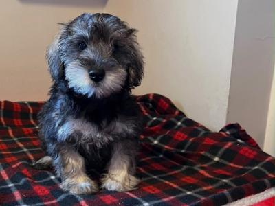 Miniature Schnoodle (Schnauzer x Poodle) puppies in Wexford