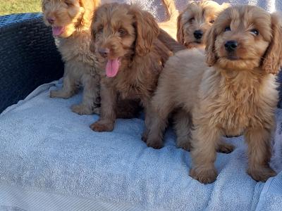 Gorgeous Cockapoo puppies for sale in Limerick✨️