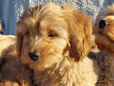 Gorgeous Cockapoo puppies for sale in Limerick✨️