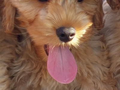 Gorgeous Cockapoo puppies for sale in Limerick✨️
