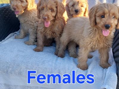 Gorgeous Cockapoo puppies for sale in Limerick✨️