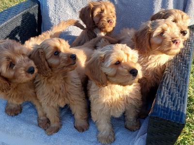 Gorgeous Cockapoo puppies for sale in Limerick✨️