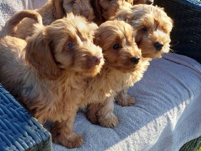 Gorgeous Cockapoo puppies for sale in Limerick✨️