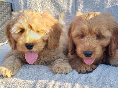 Gorgeous Cockapoo puppies for sale in Limerick✨️