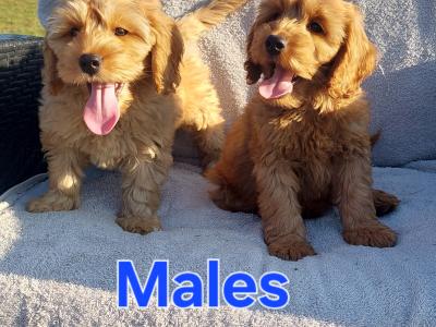 Gorgeous Cockapoo puppies for sale in Limerick✨️