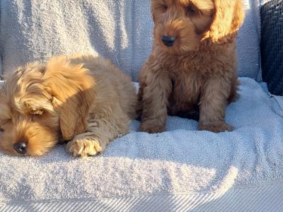 Gorgeous Cockapoo puppies for sale in Limerick✨️