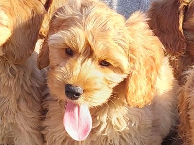 Gorgeous Cockapoo puppies for sale in Limerick✨️