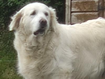 Female Golden Retriever for sale in Tipperary