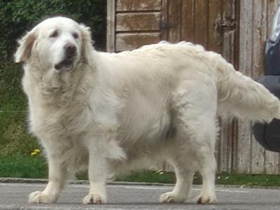 Female Golden Retriever for sale in Tipperary