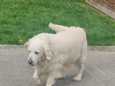 Female Golden Retriever for sale in Tipperary
