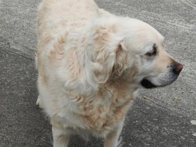Female Golden Retriever for sale in Tipperary