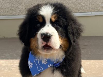 IKc Bernese Mountain Dog pups in Tyrone